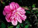 La Sylphide rose photo