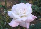 Flamingo ® rose photo