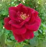 Souvenir de Thérèse Levet rose photo