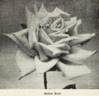 Helen Taft rose photo