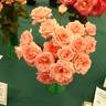 Delicious rose photo