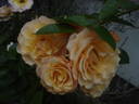 Rebecca Mary rose photo