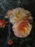 Rebecca Mary rose photo