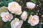 Martin Luther Rose rose photo