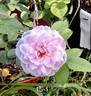 15-1 rose photo