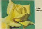 Lemon Glow rose photo