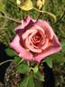 Twilight Trail rose photo