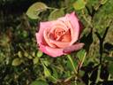 Twilight Trail rose photo