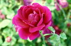 Souvenir de Thérèse Levet rose photo