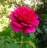 Souvenir de Thérèse Levet rose photo