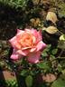 Twilight Trail rose photo