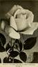Countess Clanwilliam rose photo