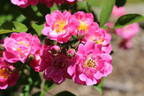 Belinda rose photo