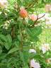 Arethusa rose photo