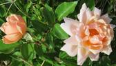 Arethusa rose photo