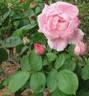 Adam Rackles rose photo
