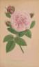 Madame Hippolyte Jamain rose photo