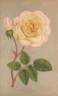 Adrienne Christophle rose photo