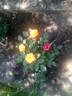Baby Maskerade ® rose photo