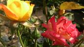 Baby Masquerade ® rose photo