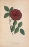 Monsieur Boncenne rose photo