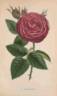 Jules Margottin rose photo
