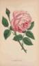 Souvenir d'un Ami rose photo