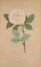 Elisa Boëlle rose photo