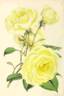 Céline Forestier rose photo