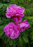 South Park rose photo