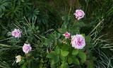 Шиншилла rose photo