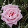 Шиншилла rose photo