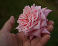 Шиншилла rose photo