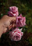 Шиншилла rose photo
