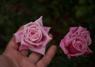Шиншилла rose photo