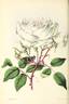 Alba rosea rose photo