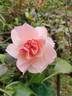 Pat Henry rose photo