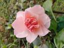 Pat Henry rose photo