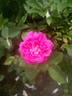 Bel Ange rose photo