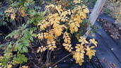 White Grootendorst rose photo