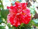 Twist ™ rose photo