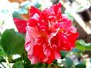 Twist ™ rose photo