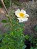 Goldfinch rose photo