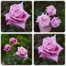 Шиншилла rose photo