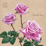 Шиншилла rose photo