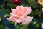 Janice Heyes rose photo