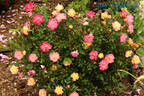Baby Masquerade ® rose photo