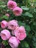 Mayor of Casterbridge rose photo