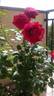 Bicolette rose photo