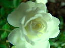 Snow Bride rose photo